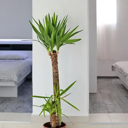 Apartamento Goga Bibinje